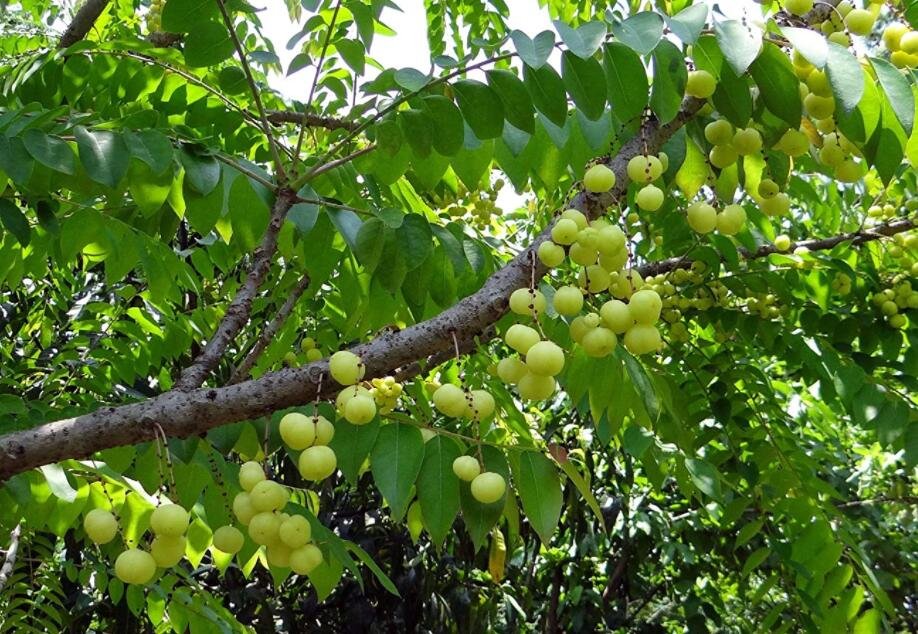 JMS 10Pcs Phyllanthus Emblica Seeds Indian Gooseberry Gardening Hummingbirds And Butterflie