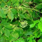JMS 10 Wild Sarsaparilla Plant Seeds