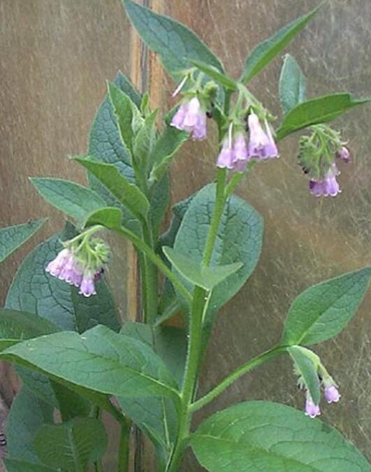 JMS 50 Seeds Comfrey Seeds (Symphytum Officinale) Perennial Easy To Seasons, Meaningful Gift.