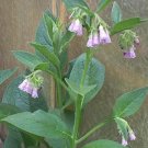 JMS 50 Seeds Comfrey Seeds (Symphytum Officinale) Perennial Easy To Seasons, Meaningful Gift.