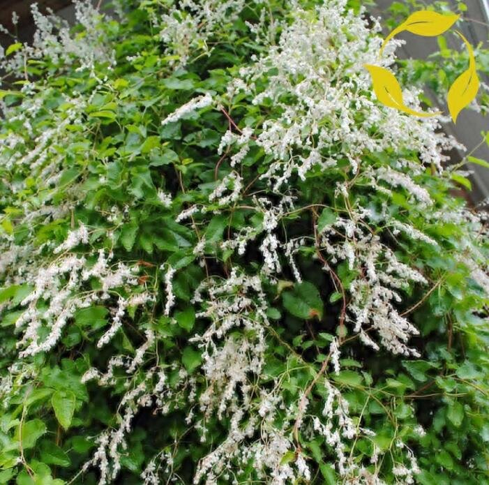 JMS Silver Lace Vine Polygonum Aubertii 10 Seeds
