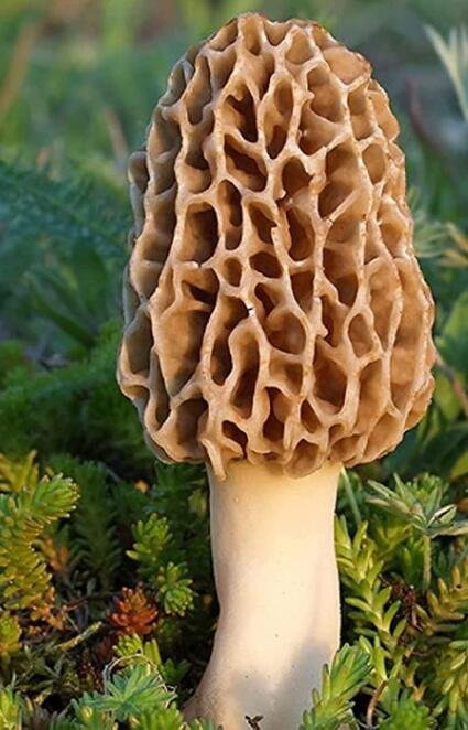 JMS 50Pcs Seeds Delicious Mushroom Bonsai Organic Green Food Funny Succulents