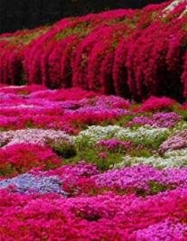 JMS 100 Pcs/Bag Creeping Thyme Bonsai Or Blue Rock Cress Mixed Seeds
