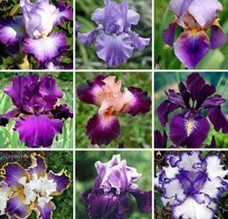 JMS 100 Piezas Bonsai Iris Mixed Seeds Flor Perennia Rara Flor Morada Barbuda Iris Plantas Naturalez