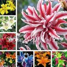 JMS 100 Pieces Garland Lilium Brownii Lily Flower Seeds So Bright And Beauty Indoor Flowers