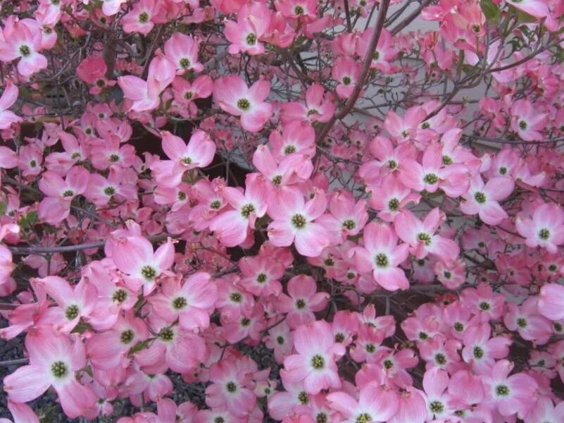 JMS 5 Flowering Pink Dogwood Cornus Tree Seeds