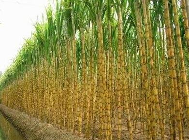 JMS 100+ Sugar Cane Seeds