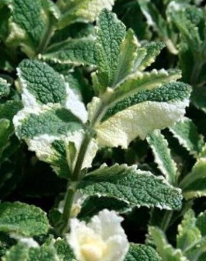JMS 50 Seeds Pineapple Mint Seeds Delicious Variegated Leaf Easy To Seasons