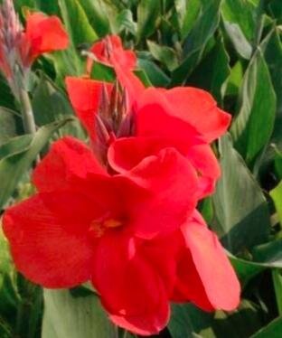 JMS 10Pcs Canna Flower Seeds