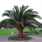 JMS Phoenix Canariensis Hardy Canary Islands Date Palm Seeds