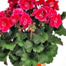 JMS 100Pcs Geranium Seeds Rose Red Flowers
