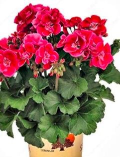 JMS 100Pcs Geranium Seeds Rose Red Flowers