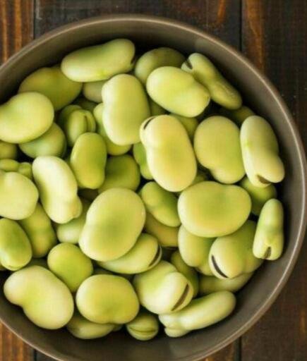 JMS Broad Windsor Fava Bean Seeds Verbar Organic Vegetable Plant Horse Faba Seed 200 Easy To Grow, P
