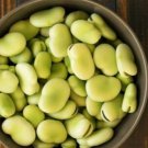 JMS Broad Windsor Fava Bean Seeds Verbar Organic Vegetable Plant Horse Faba Seed 200 Easy To Grow, P