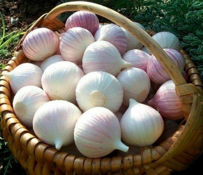 JMS 50 Seeds Giant Garlic Bulbils Lyubasha Winter(Not Cloves) Elephant Organic Ukraine Easy To Grow