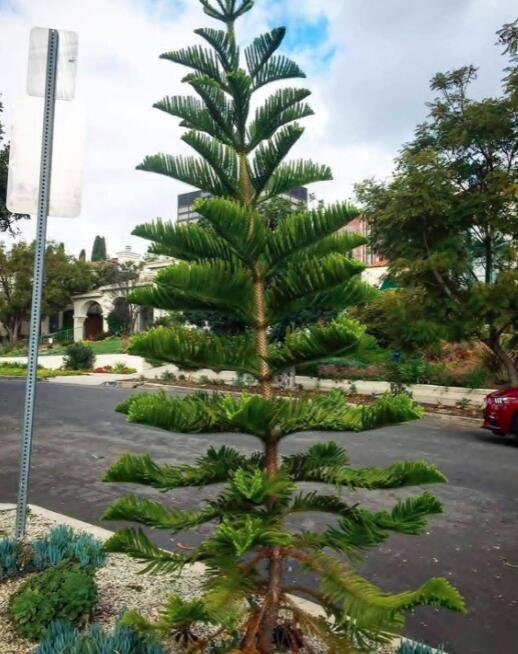 JMS Norfolk Island Pine Araucaria Heterophylla 20 Seeds