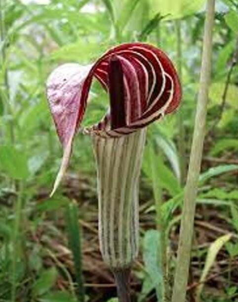JMS 30 Seeds Wf) Jack In The Pulpit Seeds Stunning In Your Shady Woodland Garden Easy To Seasons, Me