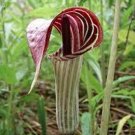 JMS 30 Seeds Wf) Jack In The Pulpit Seeds Stunning In Your Shady Woodland Garden Easy To Seasons, Me