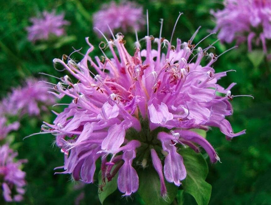 JMS Bee Balm Wild Bergamot 100 Seeds Perennial Easy To Seasons, Meaningful Gift.