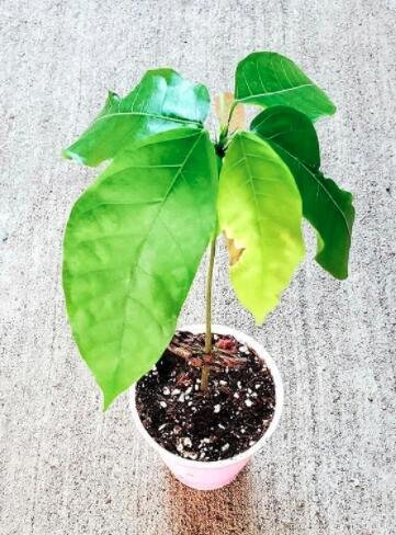 JMS 25 Seeds Live Cocoa Plant Theobroma Cacao (Large Round Trinitario) Chocolate From Seeds