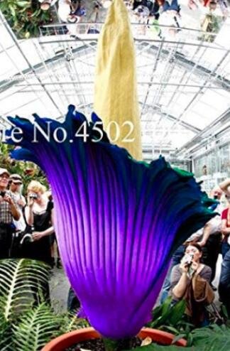 JMS 50Pcs Rainbow Corpse Flower,The Titan Arum Seeds Outdoor Bonsai Beautiful Corpse Plant