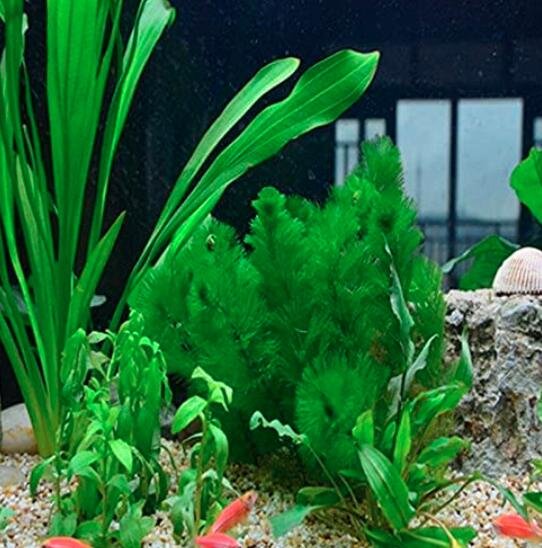 JMS 500Pcs Limnophila Sessiliflora Moss Aquatic Plant Family Easy Plant Seeds Aquarium Grass