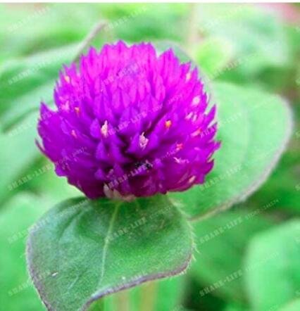 JMS 100Pcs Gomphrena Globosa Bonsai Beautiful Globe Flowers Seeds