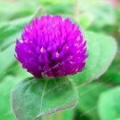 JMS 100Pcs Gomphrena Globosa Bonsai Beautiful Globe Flowers Seeds
