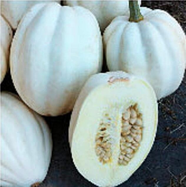 JMS 50 Seeds Mashed Potato Squash Seeds