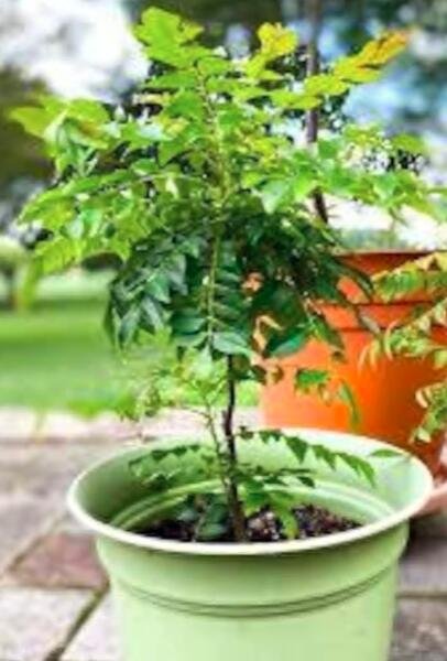 JMS 50 Ceylon Curry Leaf Plant Seeds Murraya Koenigii