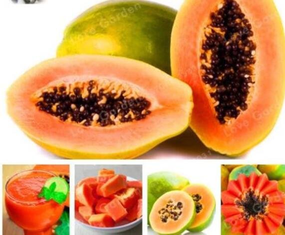 JMS 100% True Papaya Carica Papaya Seeds