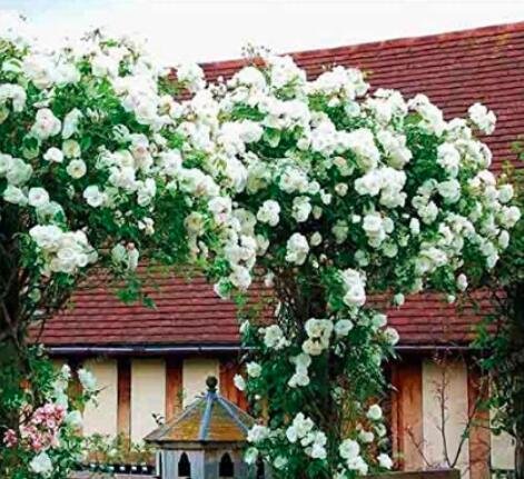 JMS 100Pcs White Climbing Rose Seeds
