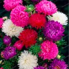 JMS Aster Seeds, Mixed