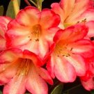 JMS 100Pcs Rhododendron Azalea Seeds Rose Red Flowers