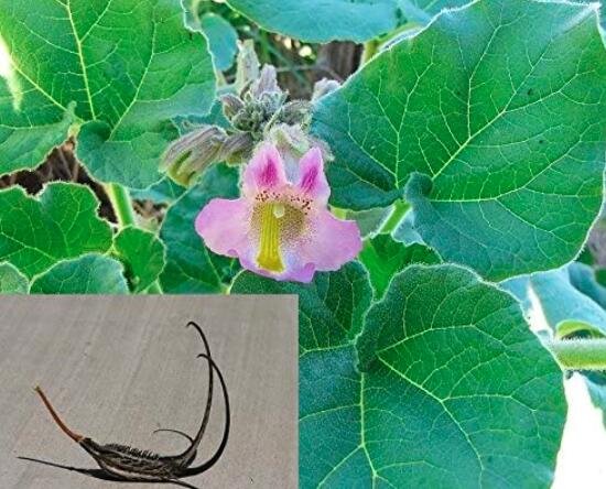 JMS 3Pcs Proboscidea Louisianica Seeds