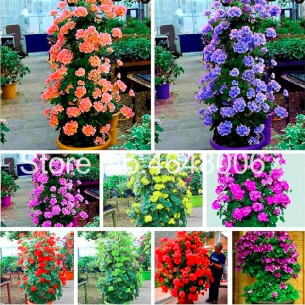 JMS Geranium Seeds, Mixed, Easy To Grow