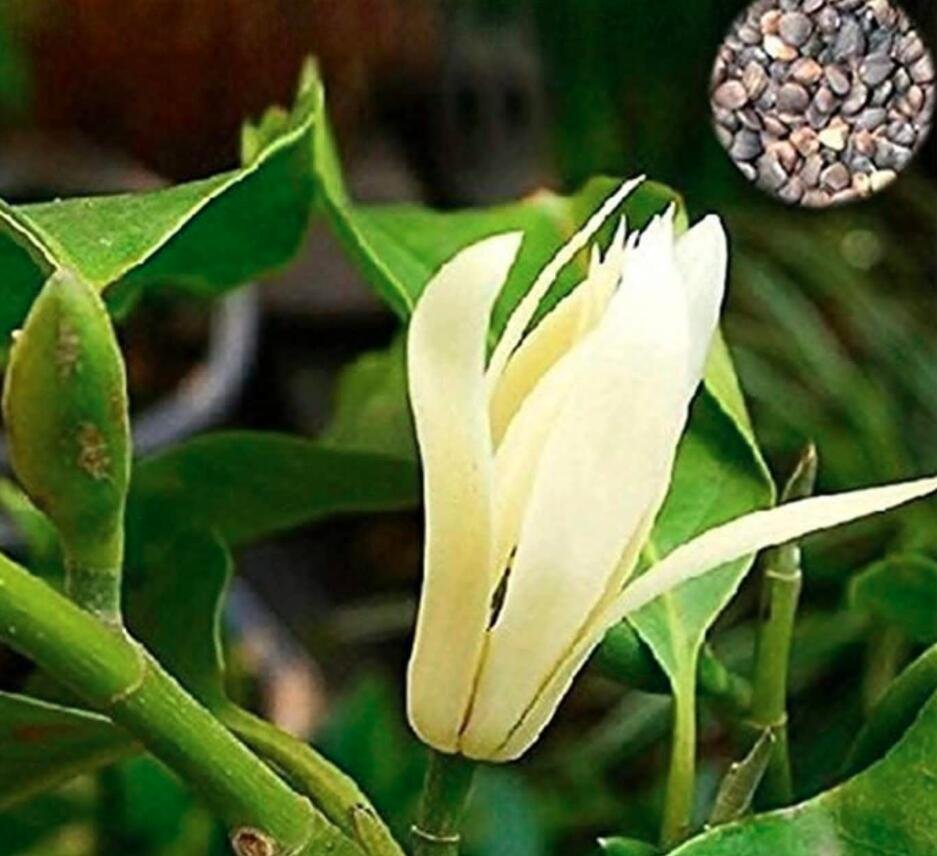 JMS 20Pcs Michelia Alba Flower Seeds White Flowers