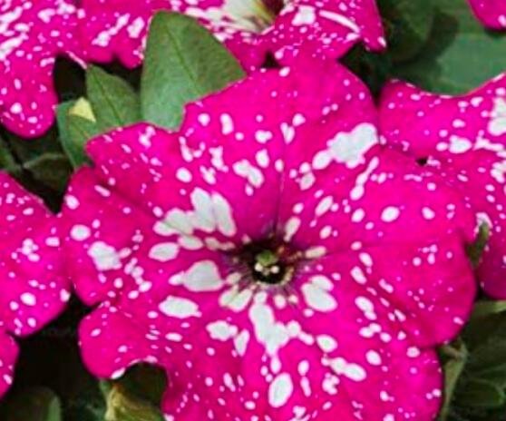JMS 200Pcs Petunia Big Flower Seeds Pink Flowers With White Spots