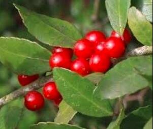 JMS 120Pcs Ilex Vomitoria Yaupon Holly Tree Seeds
