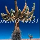 JMS 500Pcs Mini Cactus Suculent Seeds