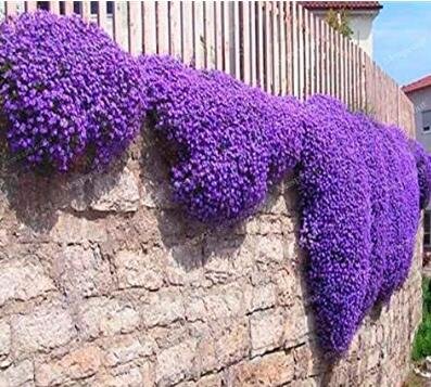 JMS 100 Creeping Thyme Bonsai Seeds Purple Flowers
