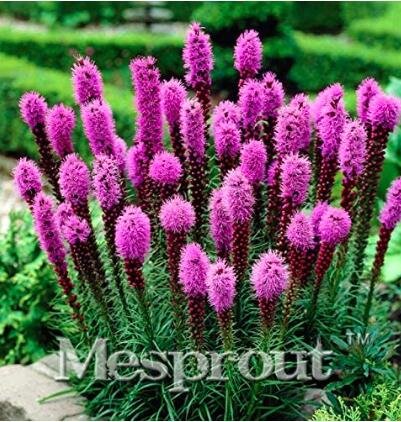 JMS 100 Snake Root Bonsai (Liatris Spicata) Flower Bonsai Seeds