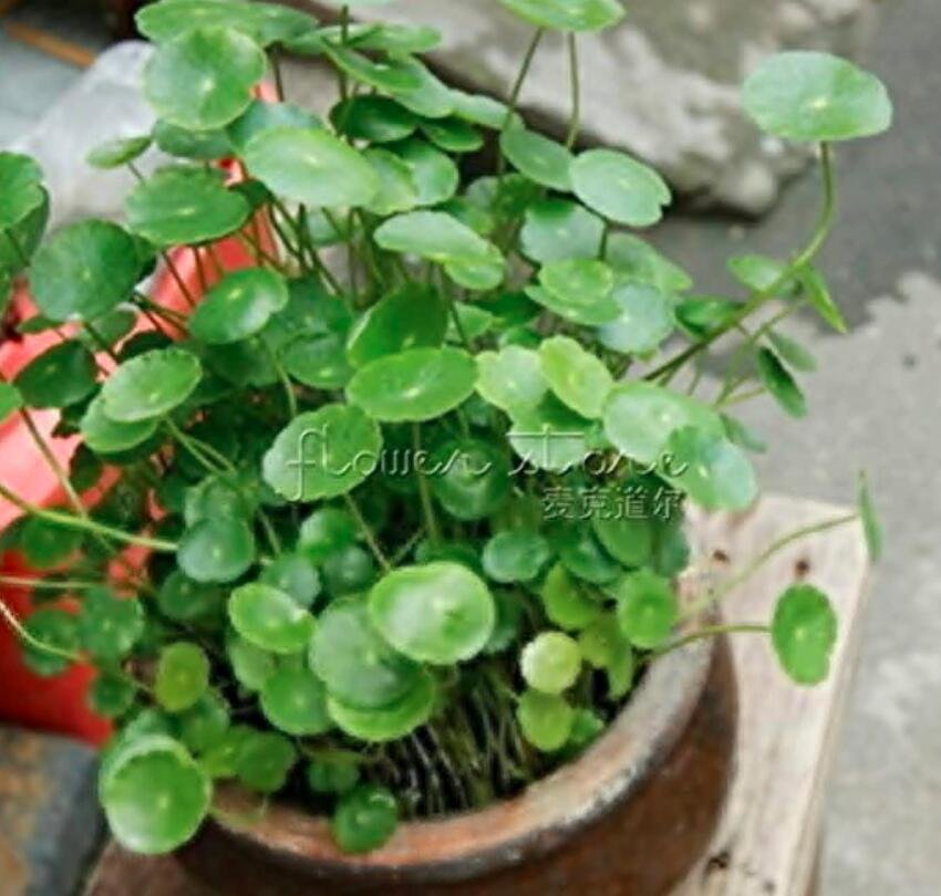 JMS 20 Gotu Kola Seeds