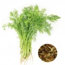 JMS Perennial Herb Plant JMS And Green Organic Bonsa With A Special Spicy Vegetable