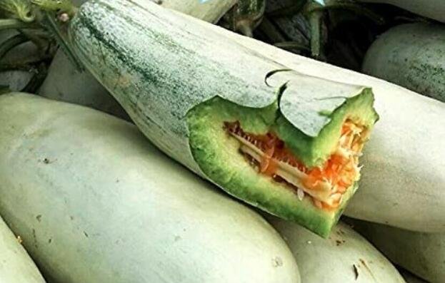 JMS 20Pcs Rare Chinese Sweet Melon Seeds