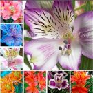 JMS 100Pcs Peruvian Lily Bonsai Seeds Mixed