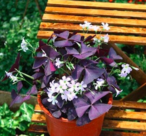JMS 100Pcs Red Oxalis Seeds