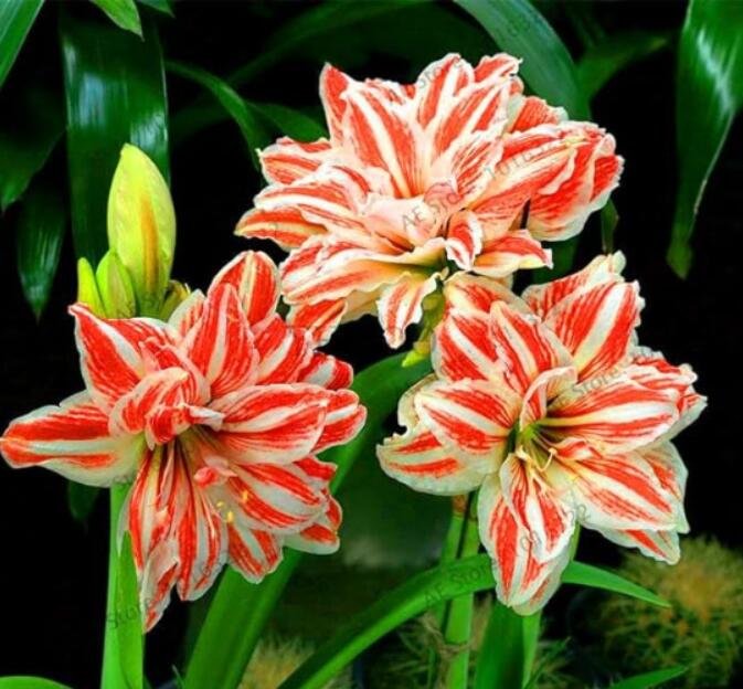 JMS True Amaryllis Bulb, White-Red Flowers