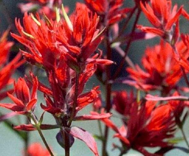JMS Castilleja Linariifolia | Narrow-Leaved Desert Paintbrush | 50_Seeds