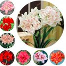 JMS 100Pcs Mixed Amaryllis Seeds Not Bulbs